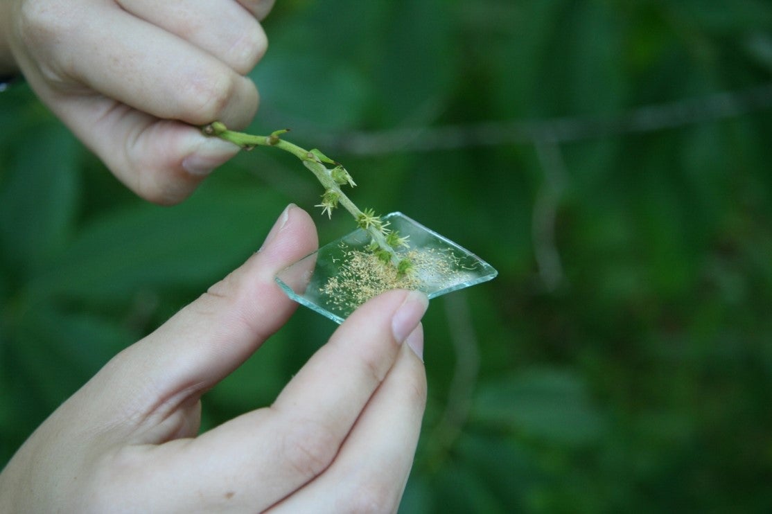 close up of hand-pollinating female chinquapin blooms: pollen on a glass slide is applied directly to the living specimen